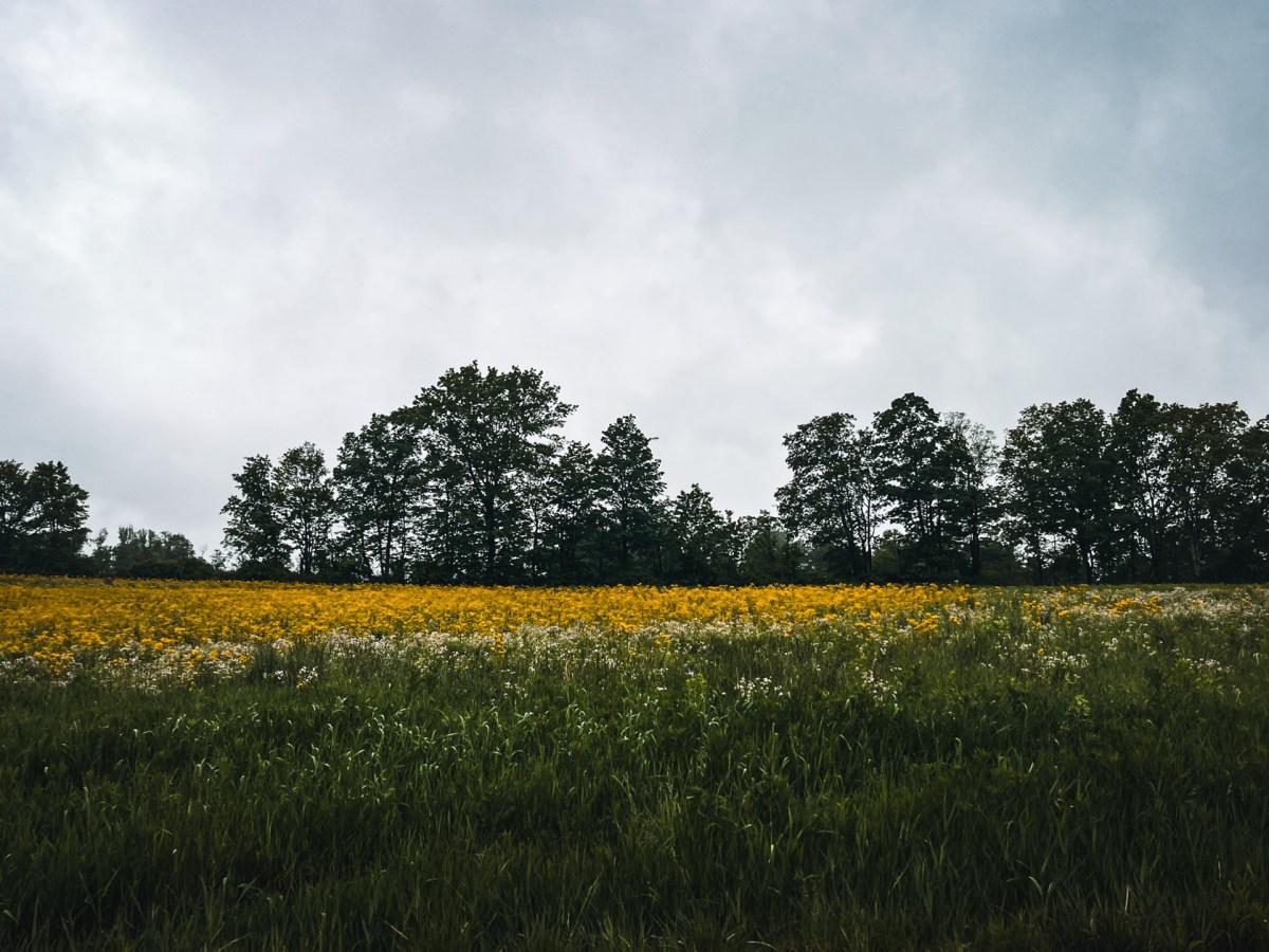 Rain, Rain Go&nbsp;Away